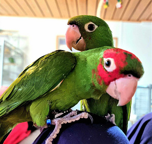 Punapea-aratinga Psittacara erythrogenys (6 foto / 7)