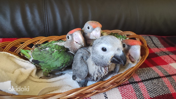 Hallpapagoi (Psittacus erithcus )