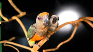 Punakõhu papagoi Poicephalus rufiventris (2 foto / 7)