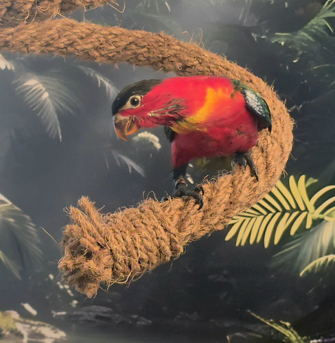 Rohesaba-lori Lorius chlorocercus
