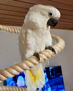 Valge kakaduu (Cacatua alba) (4 foto / 8)
