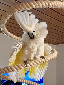 Valge kakaduu (Cacatua alba) (5 foto / 8)