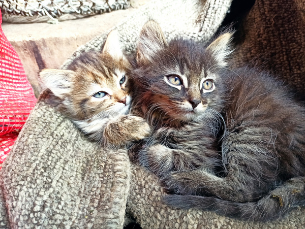 Котята