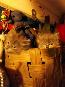Котята Мейн Кун (6 фото из 10)