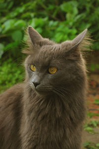 Котята Мейн Кун (2 фото из 10)