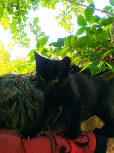Maine Cooni kassipojad (7 foto / 10)