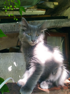 Maine Cooni kassipojad (1 foto / 10)