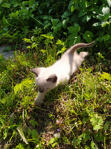 Panther bombay kassipojad (9 foto / 10)