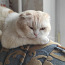 Šoti fold kass (poolvereline) otsib kassi aretuseks (foto #3)