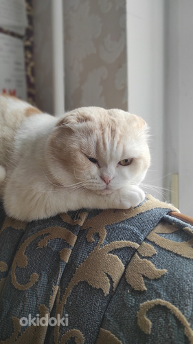 Šoti fold kass (poolvereline) otsib kassi aretuseks (foto #3)