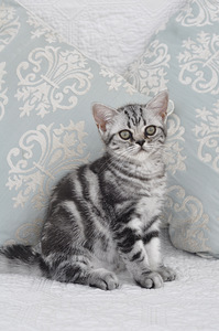 Породистый британский мраморный котенок (2 фото из 3)