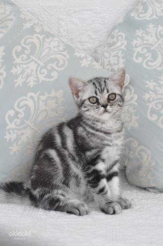 Породистый британский мраморный котенок (фото #2)