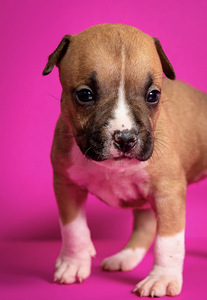 Amstaff (7 foto no 9)
