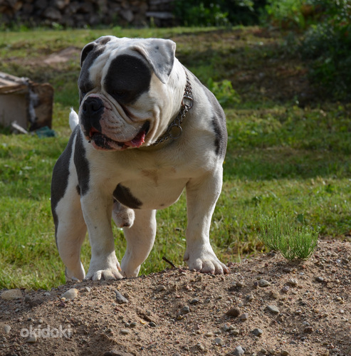 Bullforce Scarface Olde English Bulldog Vana Inglise Buldog