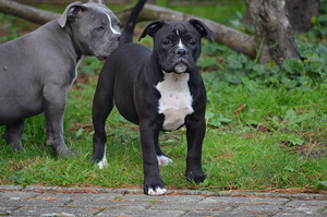 Vana inglise buldog (4 foto / 8)