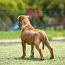 Staffordshire Bull Terrier (foto #3)