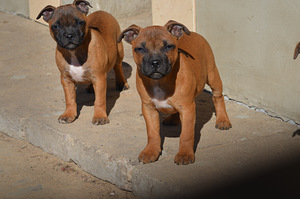 Стаффордширский бультерьер (2 фото из 6)