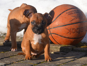 Стаффордширский бультерьер (4 фото из 6)