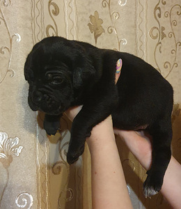 Продажа Кане Корсо (3 фото из 4)