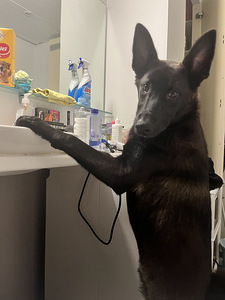 Lahke ja aktiivne kutsikas otsib uut kodu (5 foto / 9)