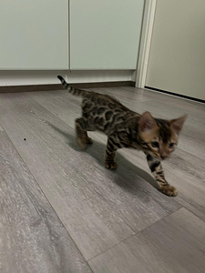 Kissanpentu (2 valokuva sivusta 3)