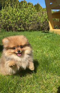 Pomeranian (2 foto no 5)