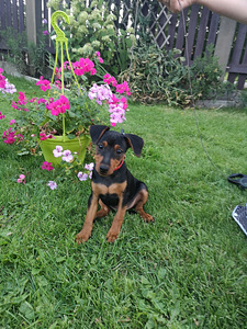 Pundurpincers (3 foto no 5)