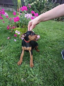 Pundurpincers (4 foto no 5)