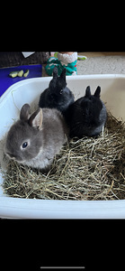 Müüa kääbusküülikuid (1 foto / 7)