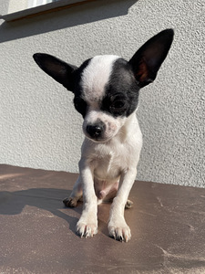 Chihuahua male