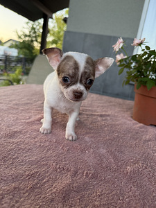 Tüdruk chihuahua (3 foto / 5)