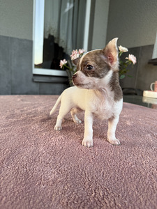 Tüdruk chihuahua (4 foto / 5)