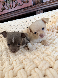 Chihuahua kutsikad (3 foto / 10)