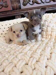 Chihuahua kutsikad (6 foto / 10)