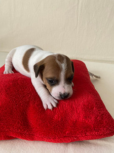 Kutsikad Jack Russelli terjer (1 foto / 9)