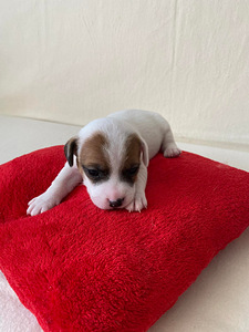 Kutsikad Jack Russelli terjer (2 foto / 9)