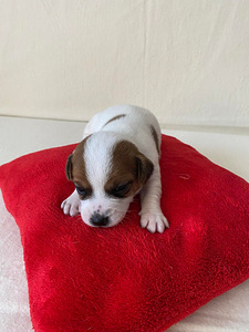 Kutsikad Jack Russelli terjer (8 foto / 9)