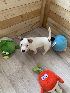 Kutsikad Jack Russelli terjer (2 foto / 2)