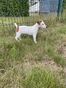 Kutsikad Jack Russelli terjer (4 foto / 6)
