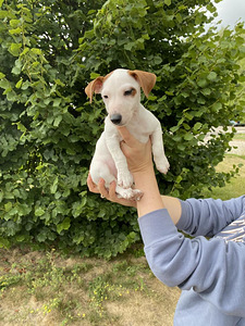Kutsikad Jack Russelli terjer (5 foto / 6)
