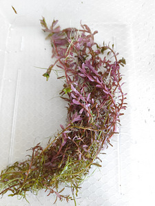 Akvaariumitaimed (4 foto / 5)