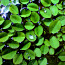 Сальвиния - надводное аквариумное растение (фото #1)