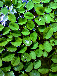 Сальвиния - надводное аквариумное растение