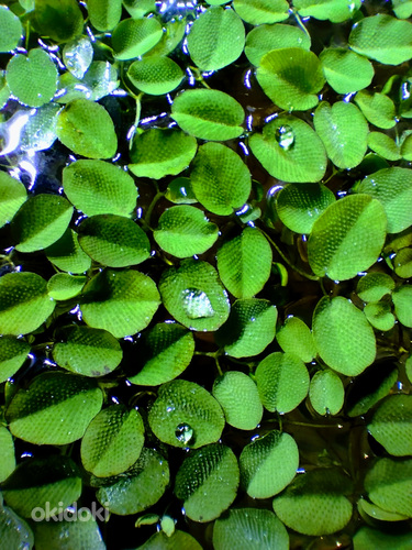 Сальвиния - надводное аквариумное растение (фото #1)