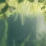 Salvinia - tärkav akvaariumitaim (foto #5)
