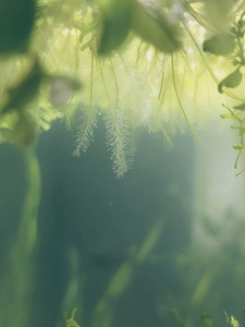 Salvinia - tärkav akvaariumitaim (5 foto / 6)