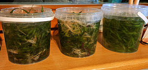 Vallisneria pärast rohimist (1 foto / 2)