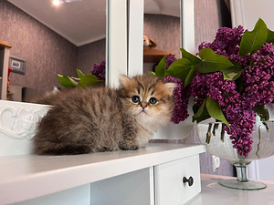 Munchkin (7 foto no 9)