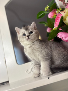 British shorthair (8 foto / 10)