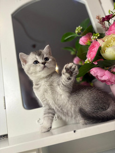 British shorthair (9 foto / 10)